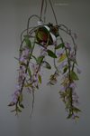Den.pierardii (Orchideen Garten  ) (2)